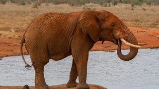 Dünya tarihine damga vuran birbirinden ilginç ölüm nedenleri! Bazıları hala gizemini koruyor