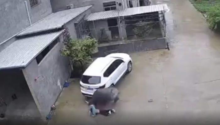 Çin’de bizonun küçük çocuğa saldırdığı anlar kamerada