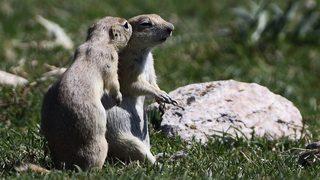 Anadolu Grubu’ndan Anadolu yersincabı biyoçeşitlilik projesi