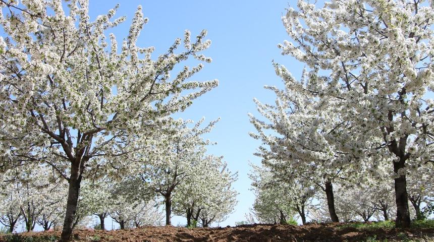 Tarihi Harput Mahallesi, kiraz çiçekleriyle beyaza büründü