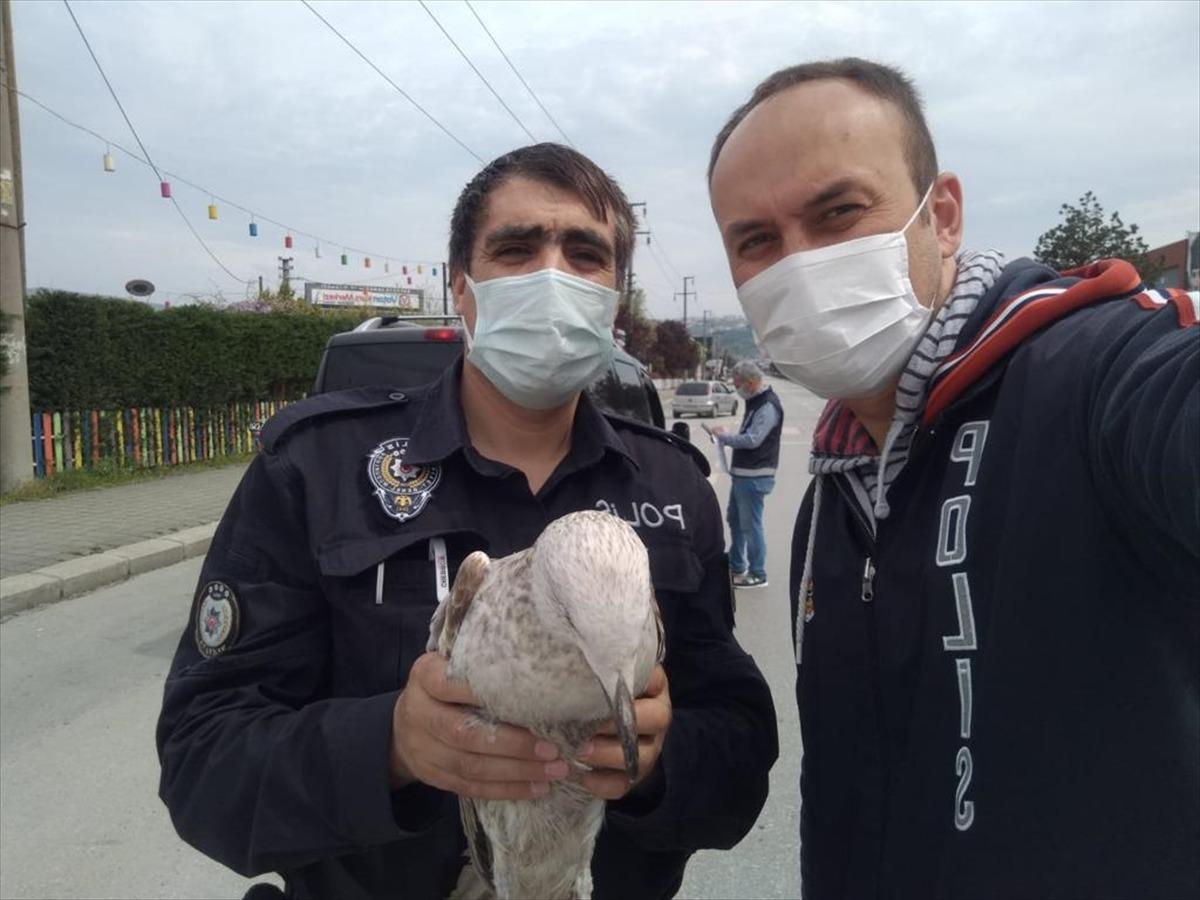 Yaralı halde uygulama noktasına d&uuml;şen martıya polis ekipleri sahip &ccedil;ıktı