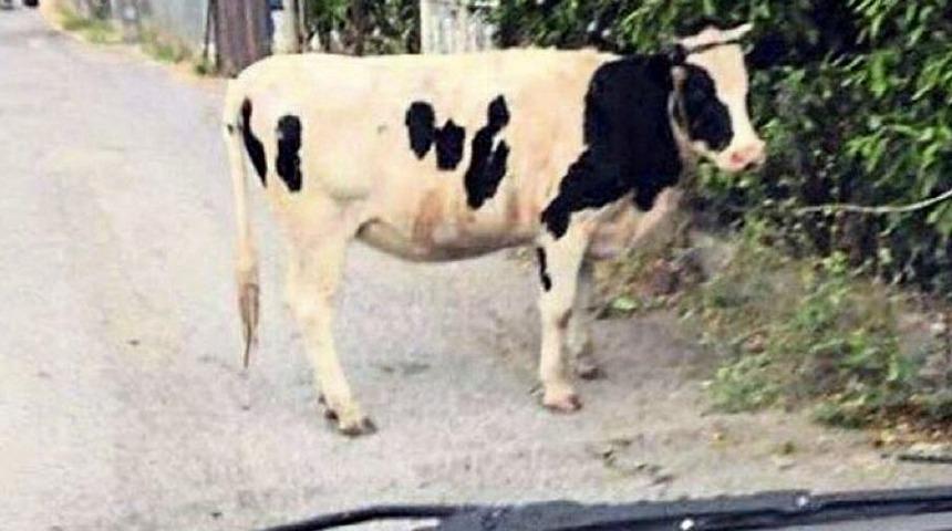 Boşandığı eşine sosyal medyadan 'inek'li gönderme yapan kadına ceza