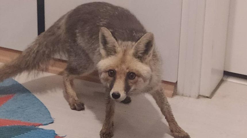 Beslediği tilkinin kendisini takip edip evine girmesini görüntüledi