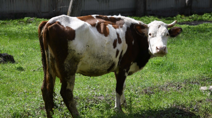 22 buzağı  doğuran ineğine gözü gibi bakıyor: Fıstık bizim her şeyimiz