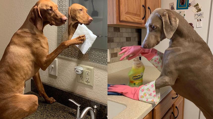 Evin işi onlara emanet! Sahiplerine iş bırakmayan köpekler şaşkına çeviriyor