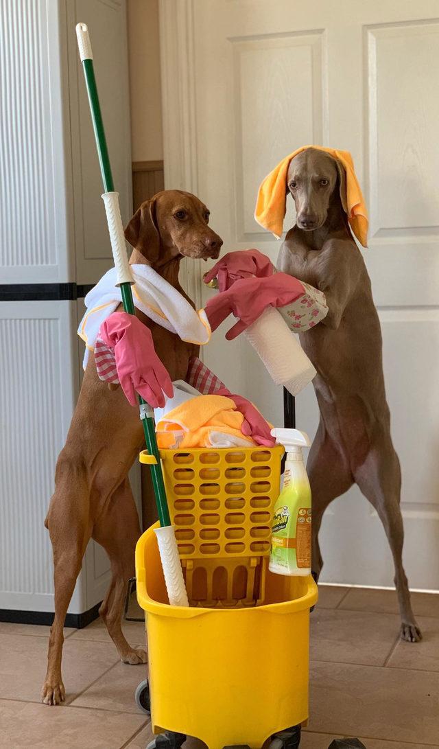 CATERS_POOCHES_HELP_WITH_CHORES_2_3433472