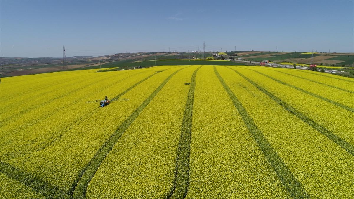 Tekirdağ'da kanola tarlaları kente "sarı bahar"ı yaşatıyor