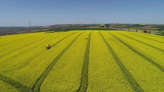 Tekirdağ'da kanola tarlaları kente sarı baharı yaşatıyor