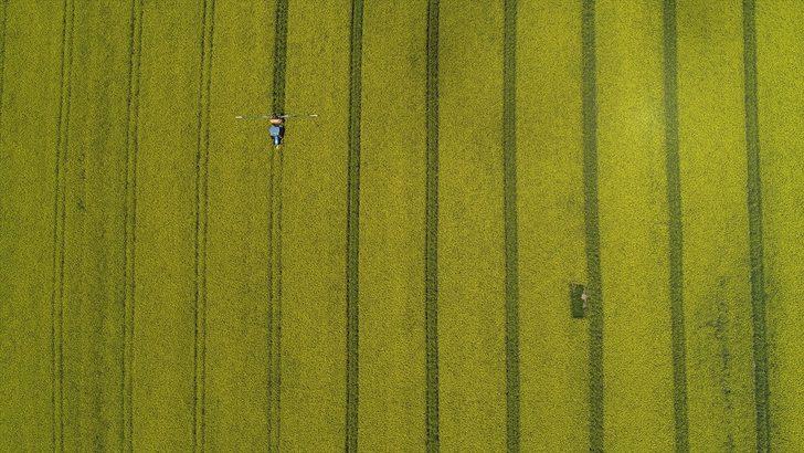 Tekirdağ'da kanola tarlaları kente "sarı bahar"ı yaşatıyor G2