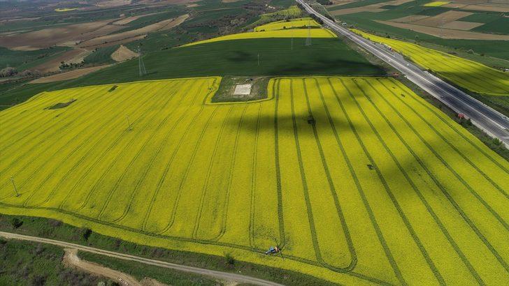 Tekirdağ'da kanola tarlaları kente "sarı bahar"ı yaşatıyor G3