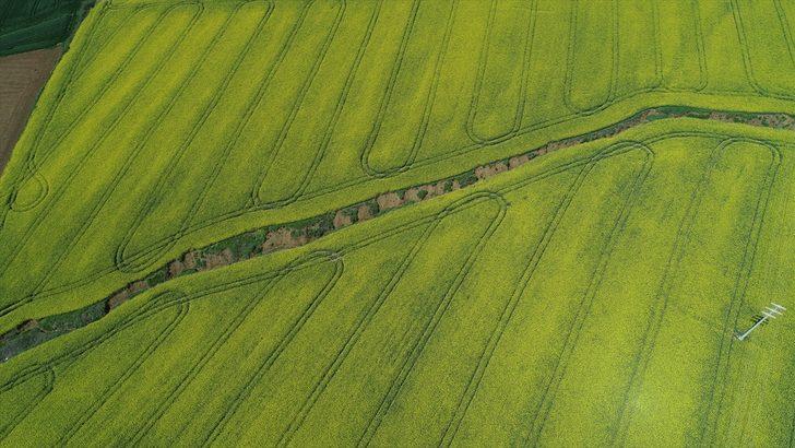 Tekirdağ'da kanola tarlaları kente "sarı bahar"ı yaşatıyor G4