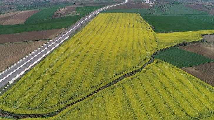 Tekirdağ'da kanola tarlaları kente "sarı bahar"ı yaşatıyor G5
