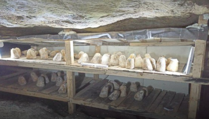 Tarihi Kurt İni Mağarası’nda 6 ay fermente edilerek üretilen ‘Bayat Peynir’ yoğun ilgiyle karşılandı
