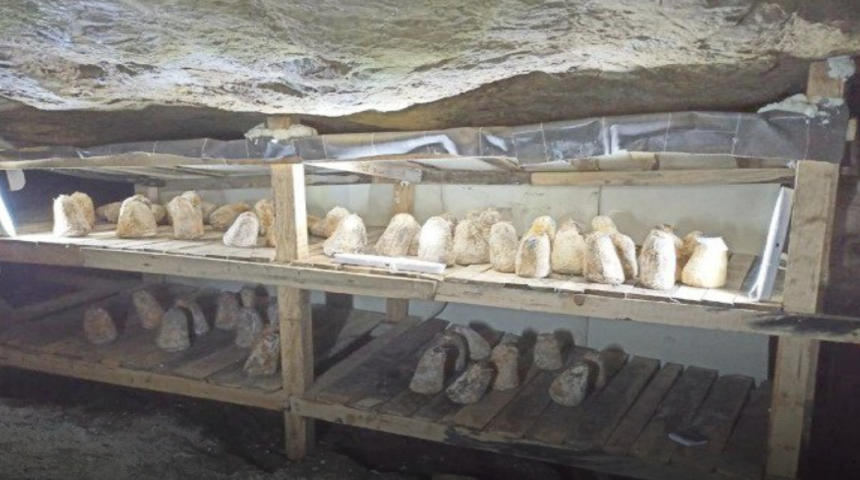 Tarihi Kurt İni Mağarası’nda 6 ay fermente edilerek üretilen ‘Bayat Peynir’ yoğun ilgiyle karşılandı