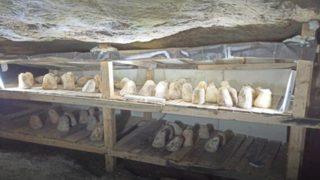 Tarihi Kurt İni Mağarası’nda 6 ay fermente edilerek üretilen ‘Bayat Peynir’ yoğun ilgiyle karşılandı