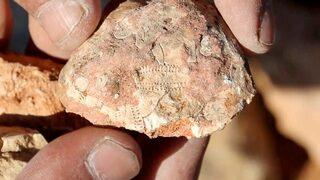 Köylüler tesadüfen buldu! Deniz canlılarına ait fosiller heyecan uyandırdı