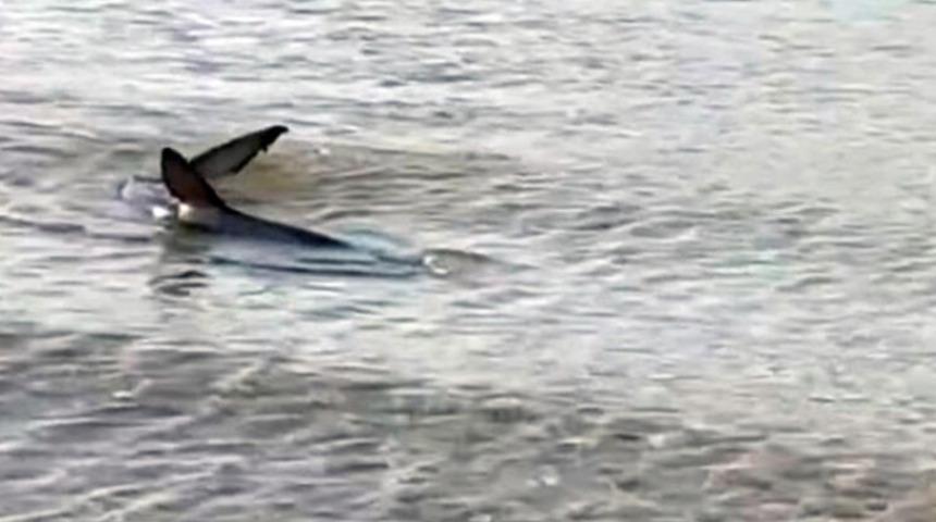 Ege Denizi'nde göründü! Görenler inanamadı