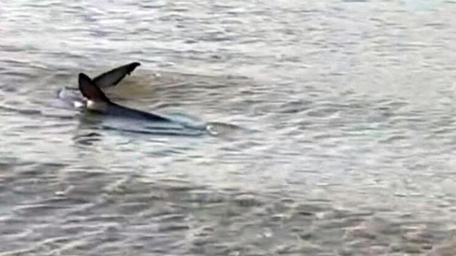 Ege Denizi'nde göründü! Görenler inanamadı