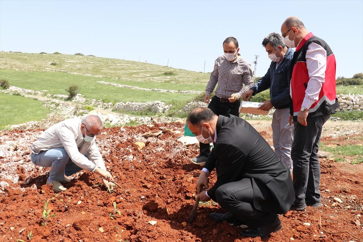 Hatay'da kullanılmayan tarım arazileri tıbbi ve aromatik bitkilerle değerlendiriliyor