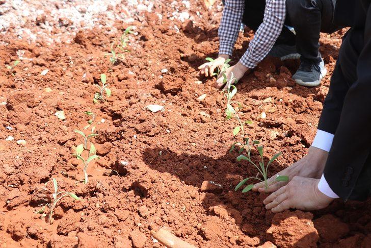 Hatay'da kullanılmayan tarım arazileri tıbbi ve aromatik bitkilerle değerlendiriliyor G2