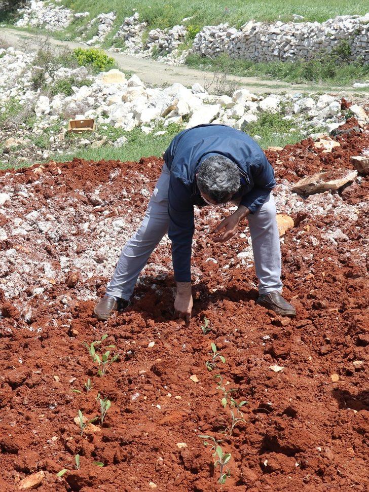 Hatay'da kullanılmayan tarım arazileri tıbbi ve aromatik bitkilerle değerlendiriliyor G4
