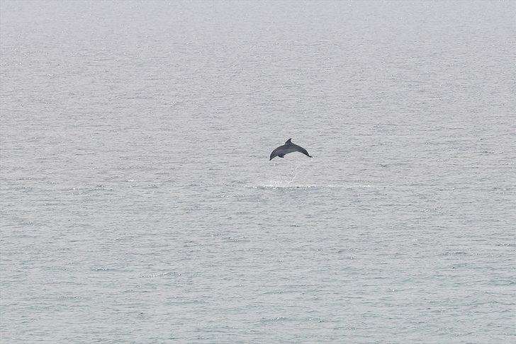 Saros Körfezi'nde yunuslar görüntülendi G1