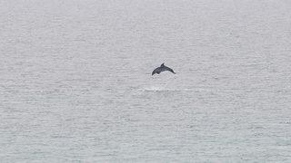 Saros Körfezi'nde yunuslar görüntülendi