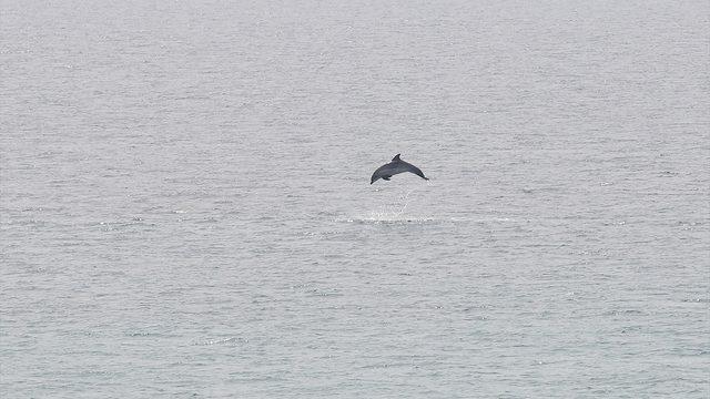 Saros Körfezi'nde yunuslar görüntülendi