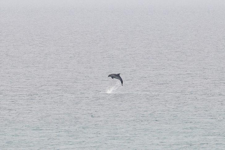 Saros Körfezi'nde yunuslar görüntülendi G2