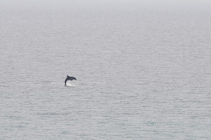 Saros Körfezi'nde yunuslar görüntülendi G3