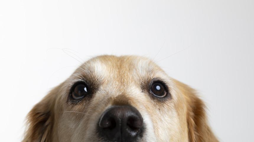 Köpeklerin yaşı için 'yeni formül'