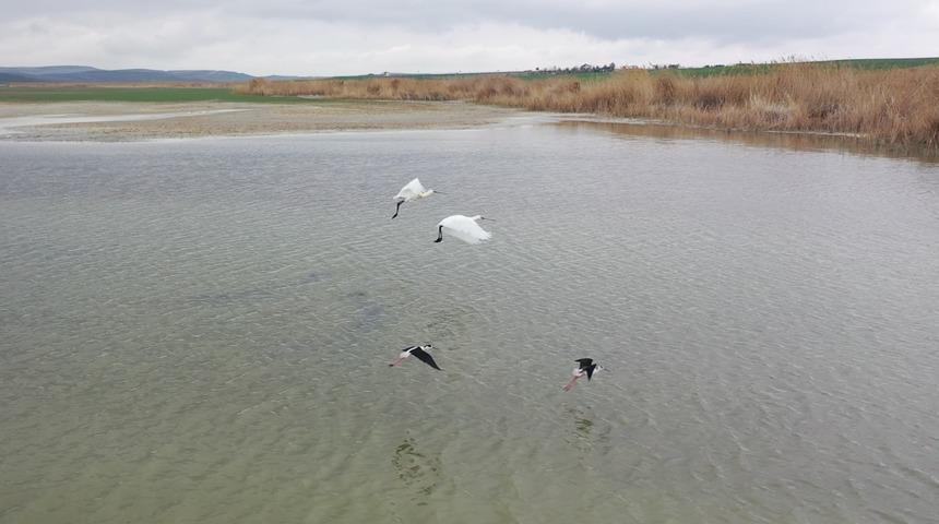 Ankara’nın renkli misafirleri flamingolar Mogan Gölü’nde görsel şölen oluşturdu