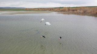 Ankara’nın renkli misafirleri flamingolar Mogan Gölü’nde görsel şölen oluşturdu