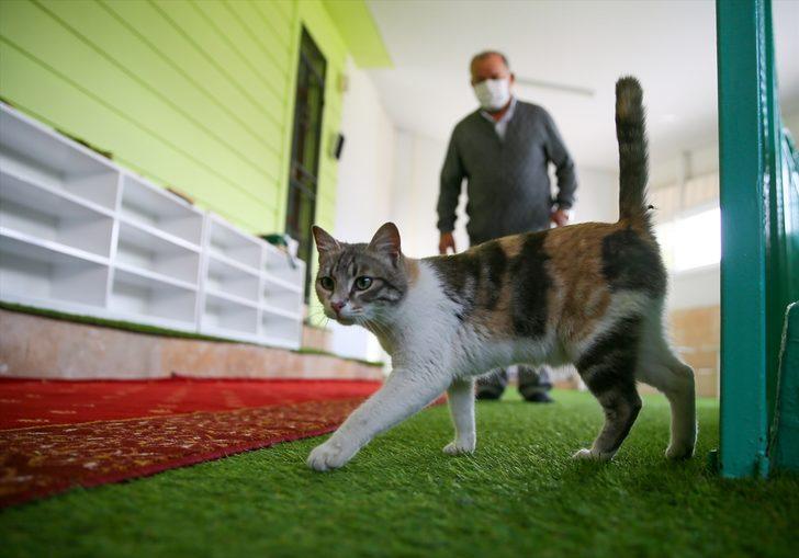 Anne kedi ile minik yavrusuna mescit "yuva" oldu G1