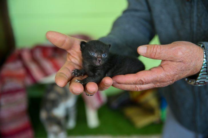 Anne kedi ile minik yavrusuna mescit "yuva" oldu G2