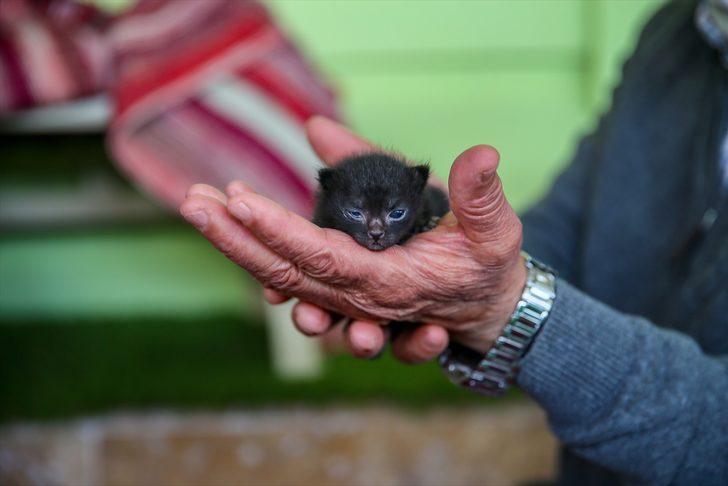 Anne kedi ile minik yavrusuna mescit "yuva" oldu G3