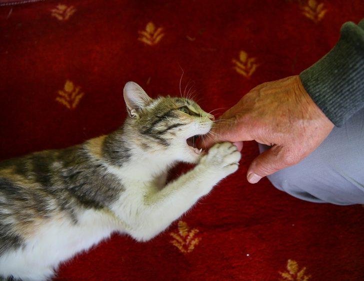 Anne kedi ile minik yavrusuna mescit "yuva" oldu G5