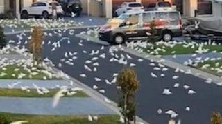 Korku filminden çıkmış gibi! Binlercesi aniden yere indi