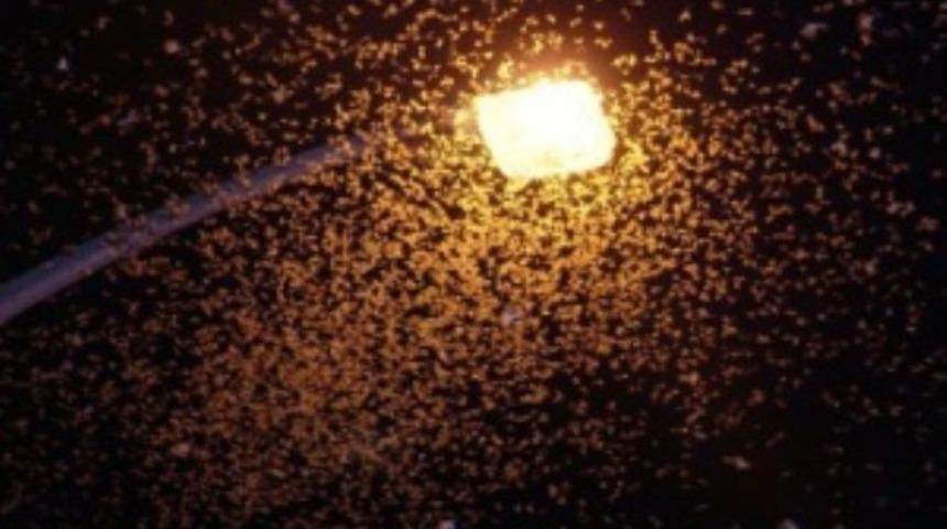 Hava karardıktan sonra ortaya çıkıyorlar! Eğirdir'de sinek istilası