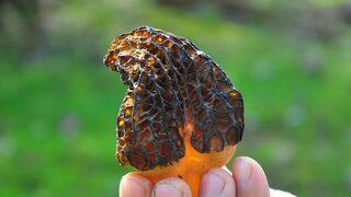 'Kuzugöbeği' mantarı, kilosu 200 liradan alıcı buluyor