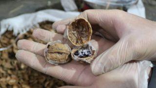 153 kilo afyon sakızını, ceviz kabuklarının içine gizlemişler