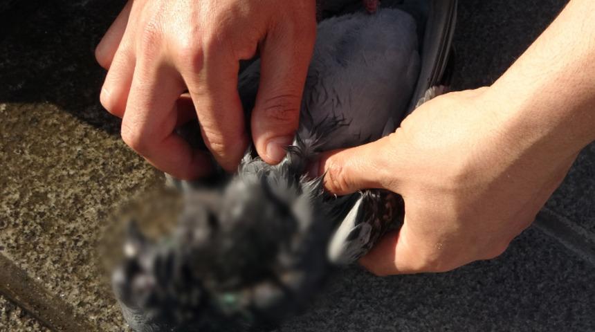 Güvercini kurtarmak için seferber oldular! Biri kalp masajı yaptı, diğeri su verdi ama...