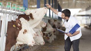 Dünya Veteriner Hekimler Günü nedir? İşte en güzel Dünya Veteriner Hekimler Günü mesajları