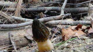 Yanan ormandan kuzugöbeği mantarı fışkırdı 