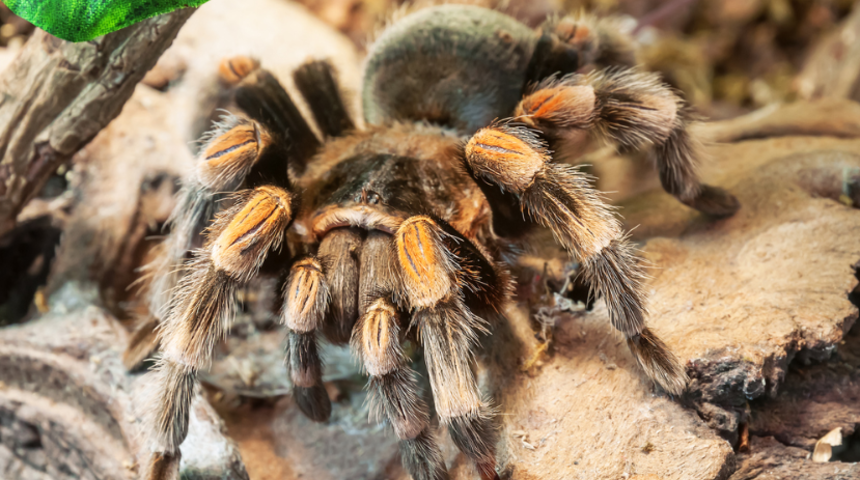 Tarantula zehiri, tip 2 diyabet tedavisinde umut olacak
