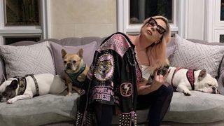 Lady Gaga'nın köpeklerinin çalınmasıyla ilgili 5 kişi gözaltına alındı