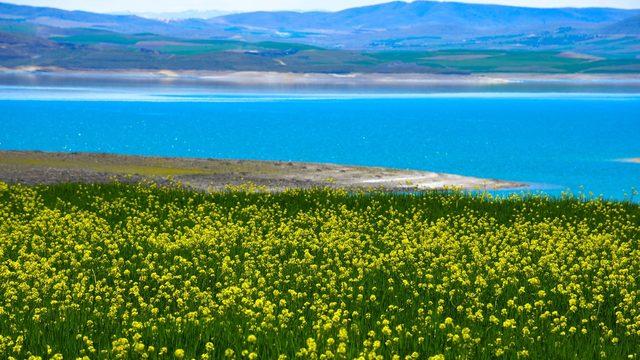 Tunceli’ye bahar geldi! Hardal çiçekleri büyüledi