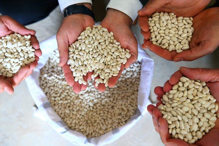 Nevşehir'de çiftçilere yerli fasulye tohumu dağıtıldı G3