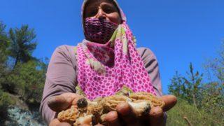 Dedektif gibi mantar arıyorlar, kilosunu 150 TL'den satıyorlar