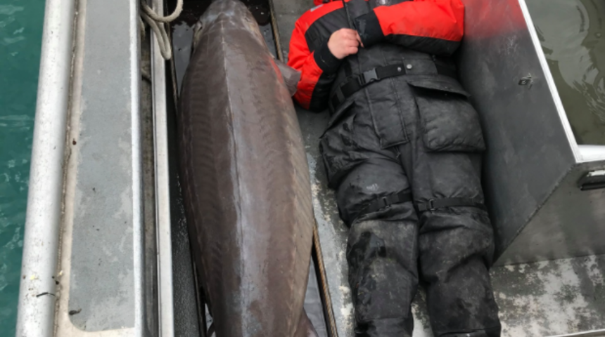 Devasa balık hayrete d&uuml;ş&uuml;rd&uuml;! 100 yaşında 109 kilo